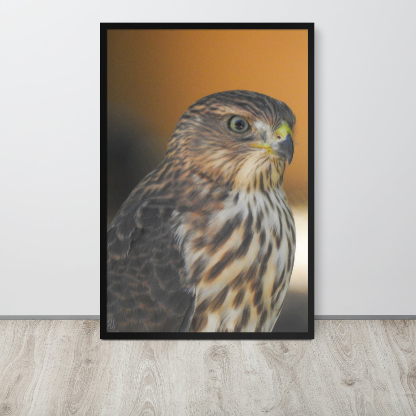 Gentleman Hawk (Framed poster)