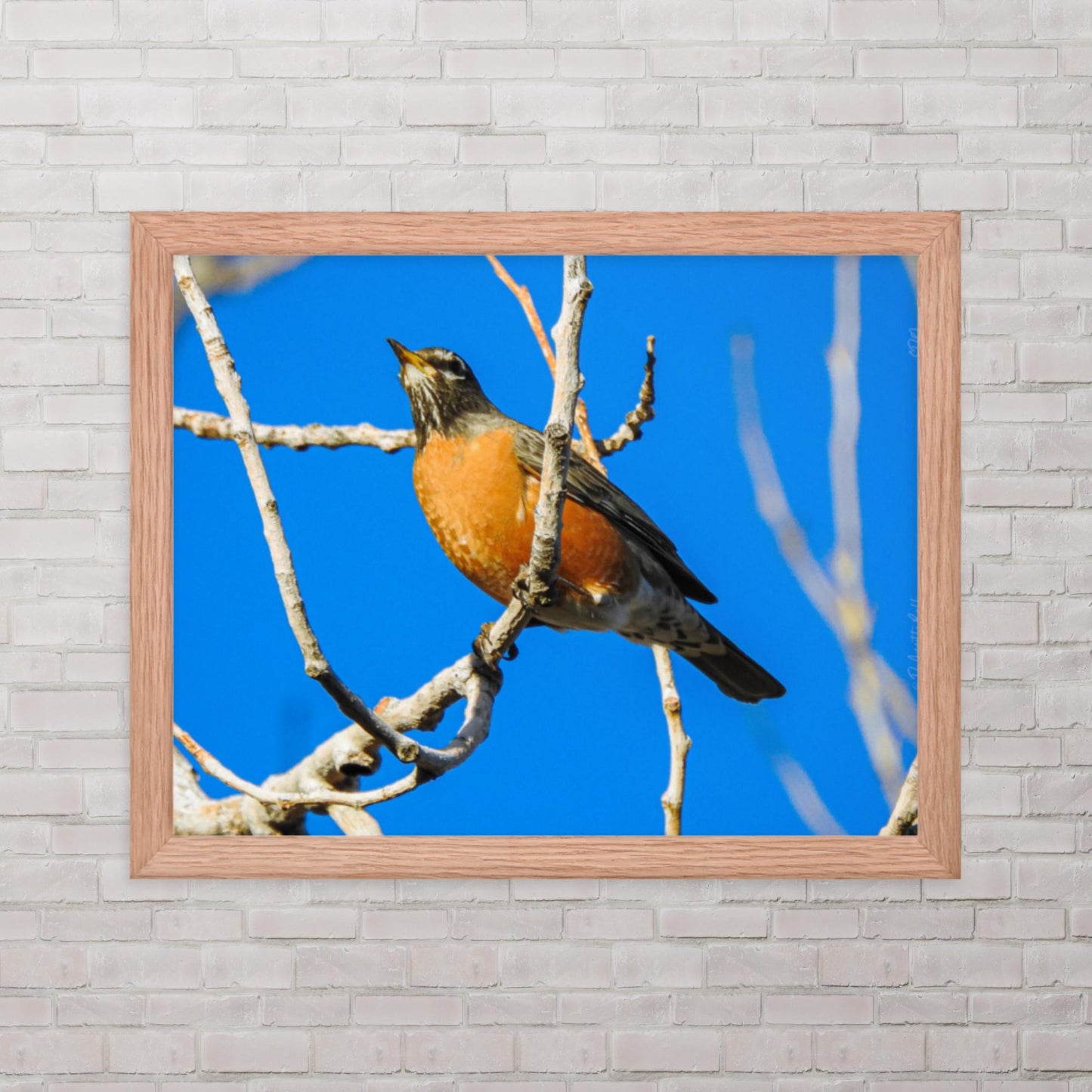 Waiting to Fly (Framed photo)