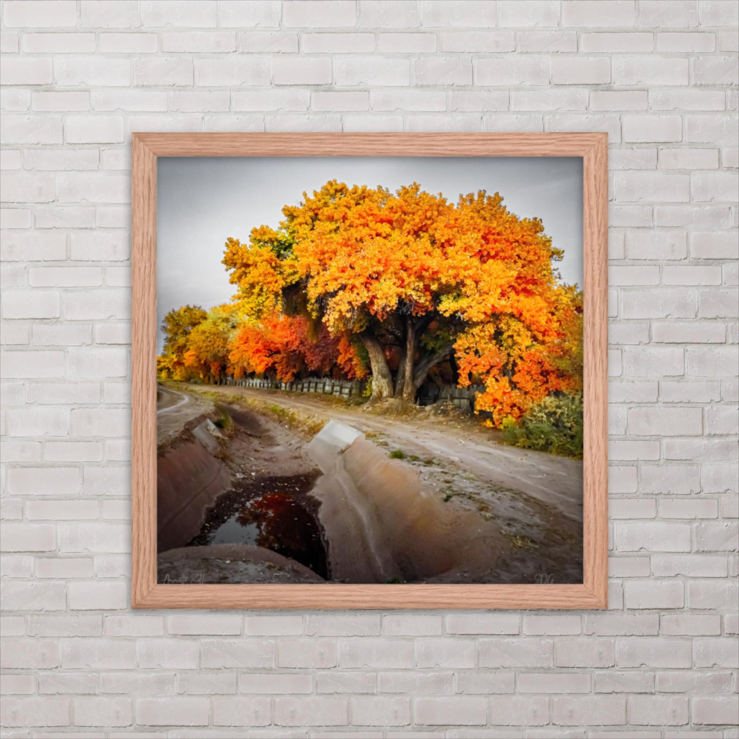 Corrales Autumn (Framed poster)