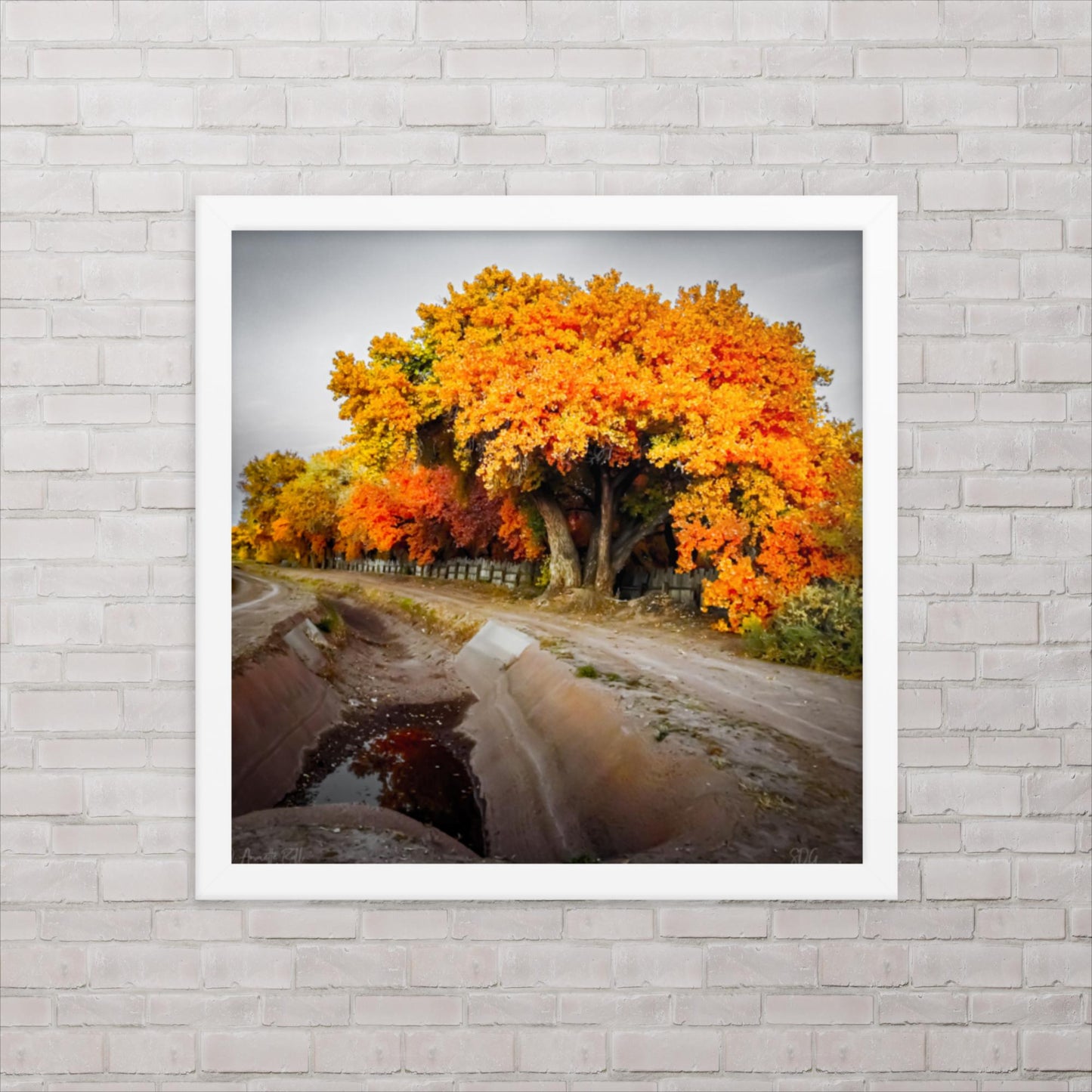 Corrales Autumn (Framed poster)